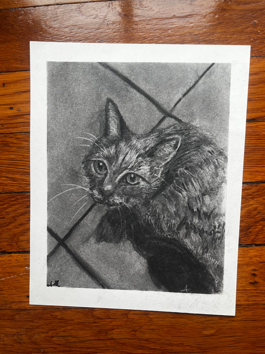 Kitchen Kitty Original